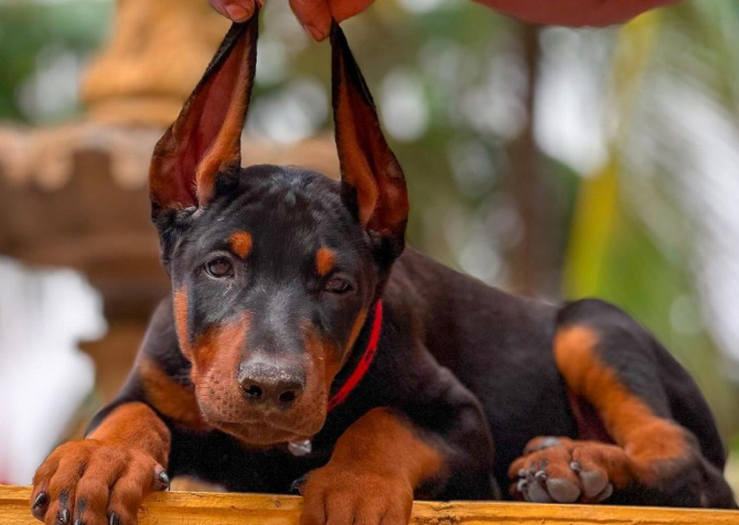 Üst kalite estetikli olarak doberman yavrular